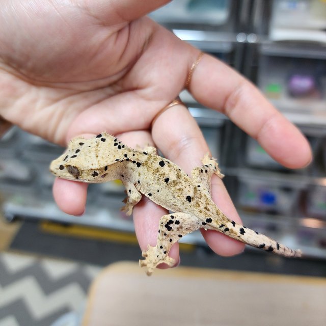 Super Dalmatian Yellow