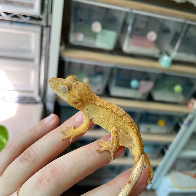 벅스킨 옐로우