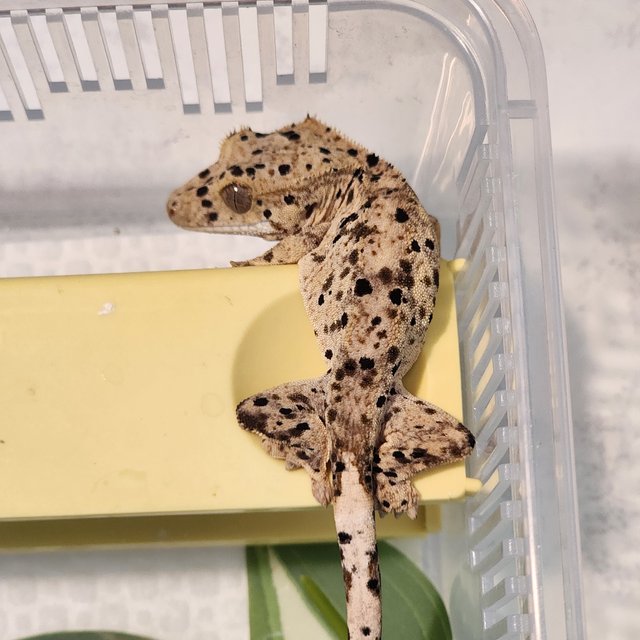 Super Dalmatian Yellow