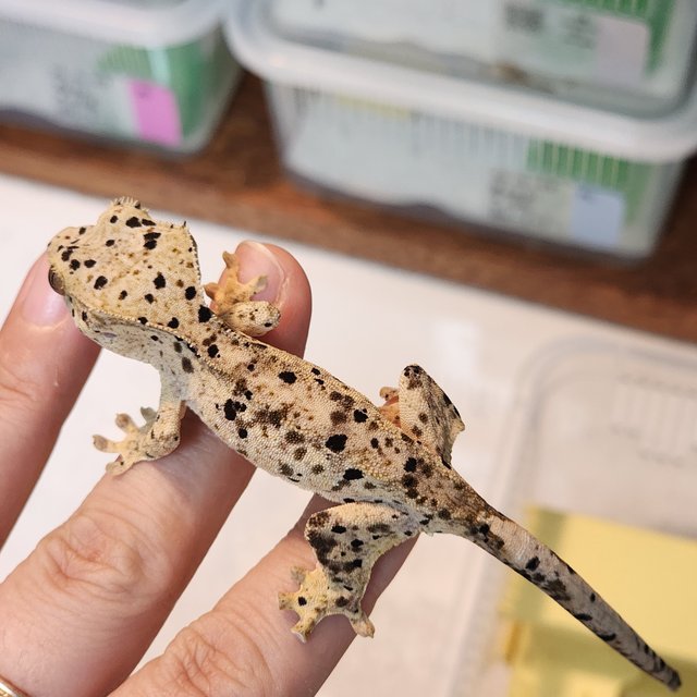Super Dalmatian Yellow