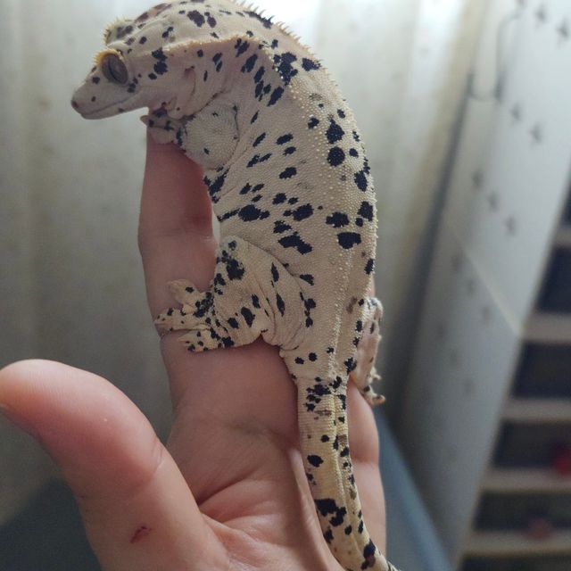 슈퍼달마시안