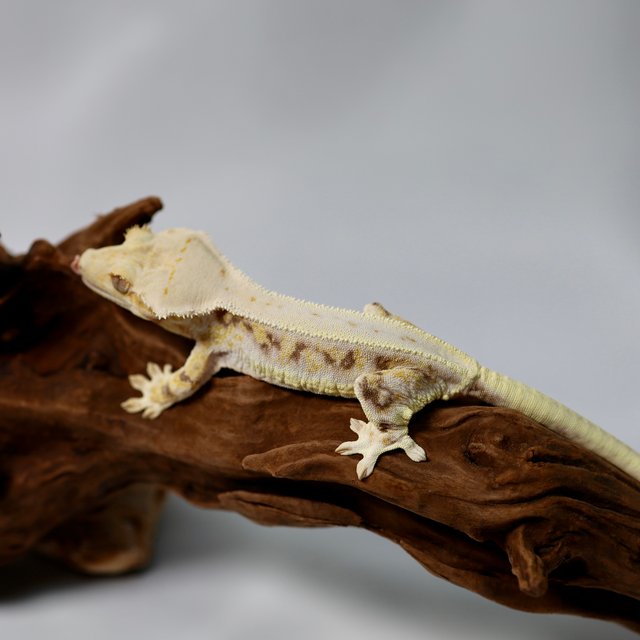 릴리화이트 트라이