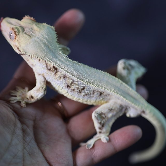 릴리화이트 트라이 솔리드백