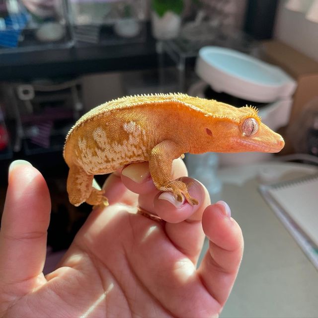 크림시클 옐로우