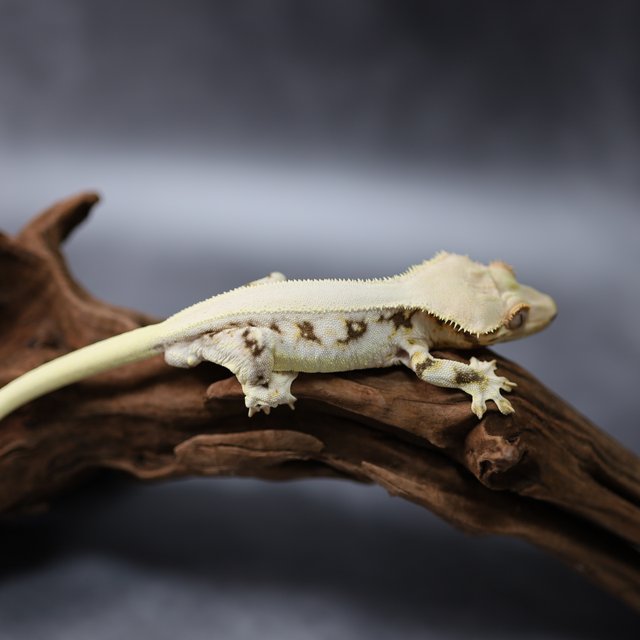 릴리화이트 솔리드백