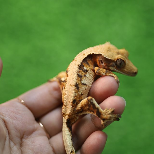 트라이 익스트림할리퀸