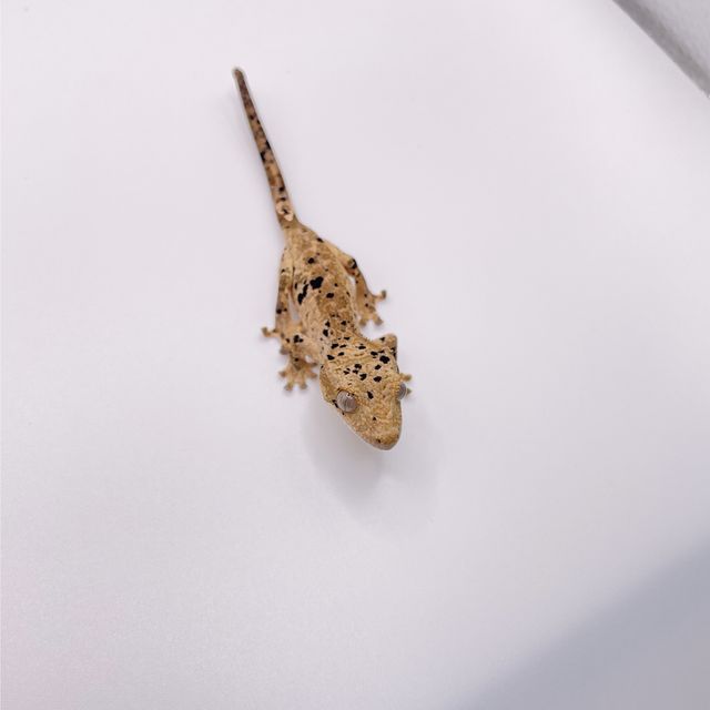슈퍼달마시안
