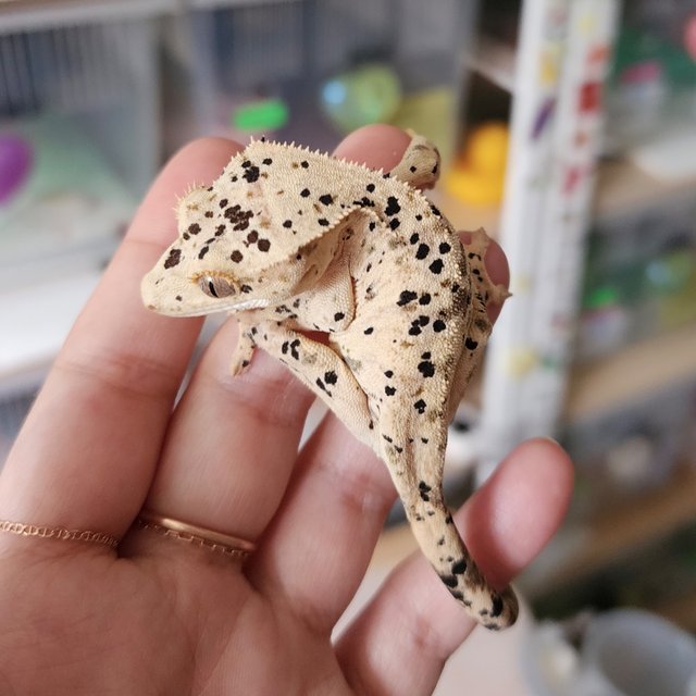 Yellow Super Dalmatian