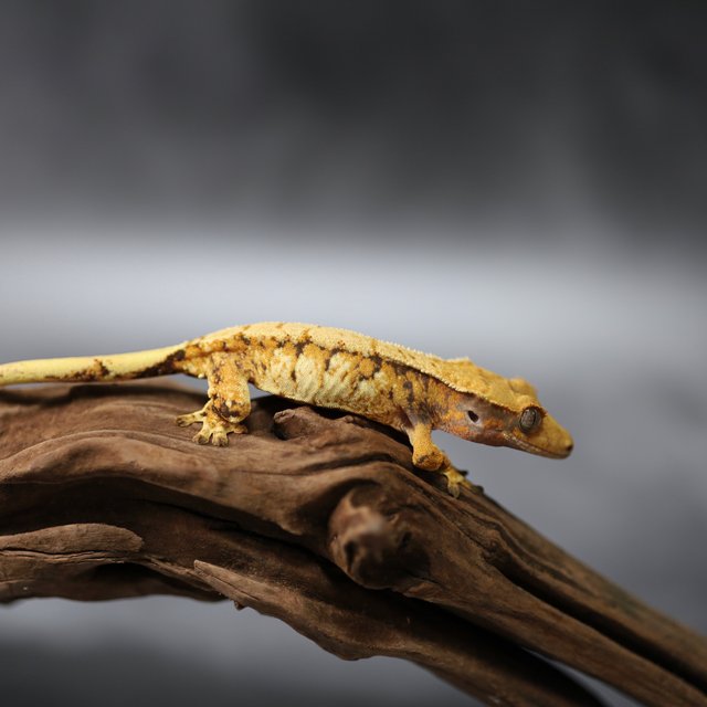 트라이 익스트림할리퀸