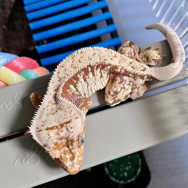 트라이 레드 익스트림할리퀸