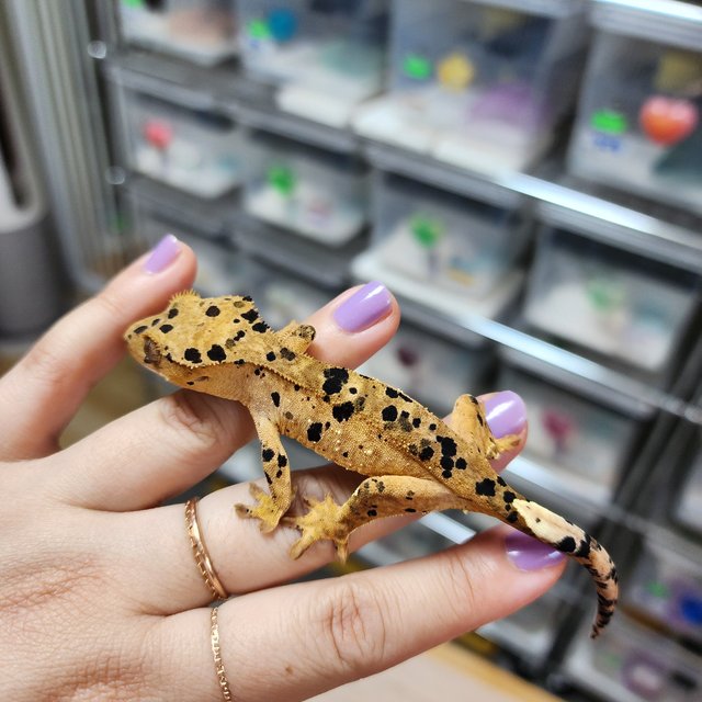Super Dalmatian Red Strawberry