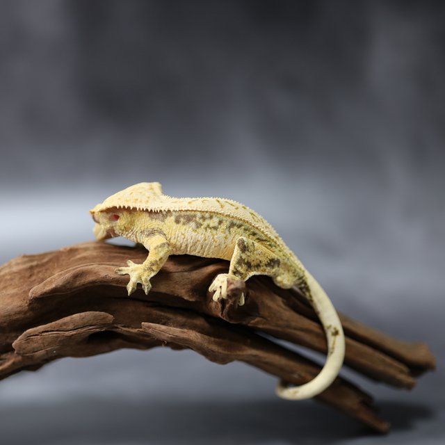 핀스트라이프 드리피 풀핀