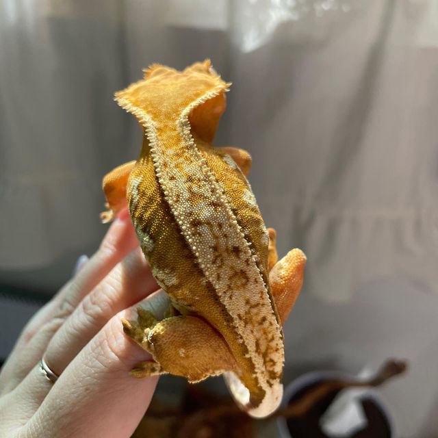 크림시클 옐로우