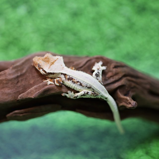 트라이 릴리화이트