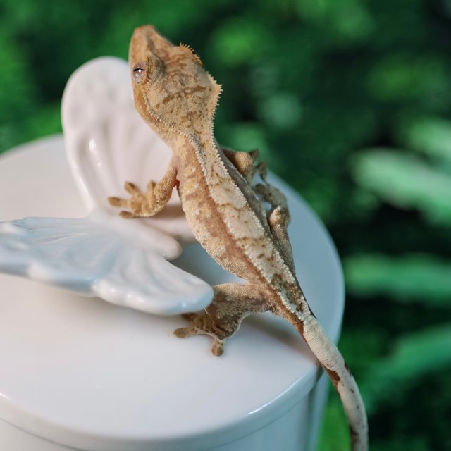 트라이 레드 익스트림할리퀸