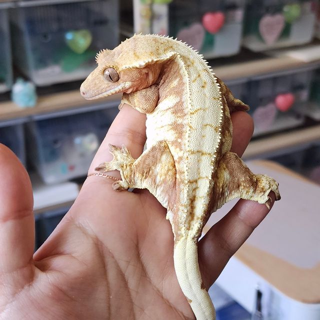 트라이 익스트림할리퀸 레드