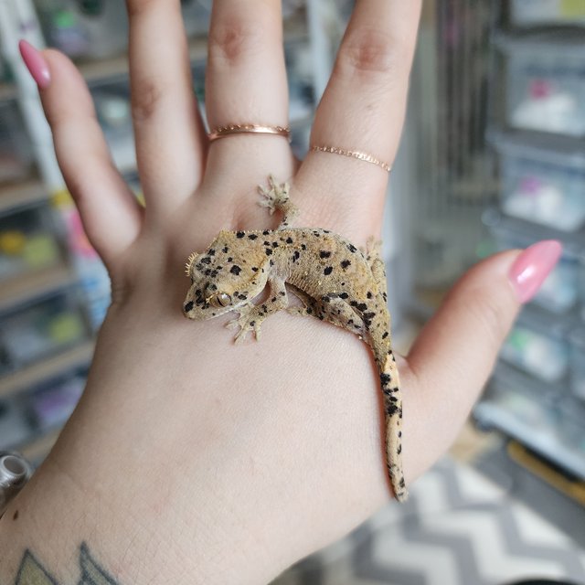 슈퍼달마시안 다크 레드