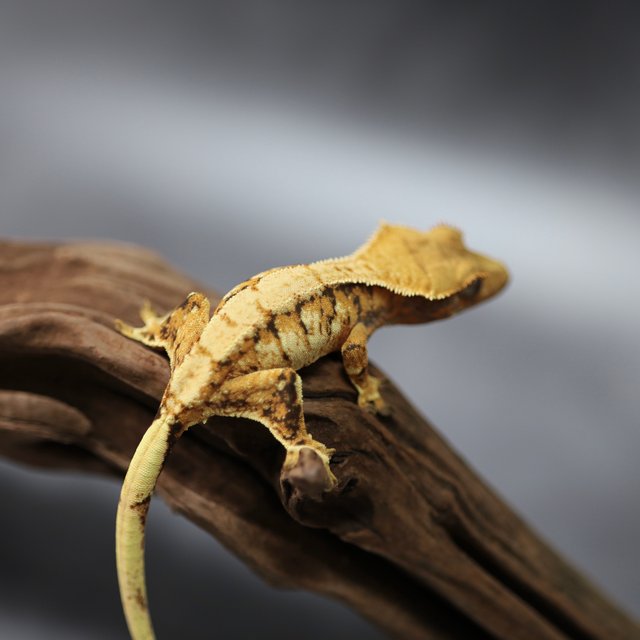 트라이 익스트림할리퀸