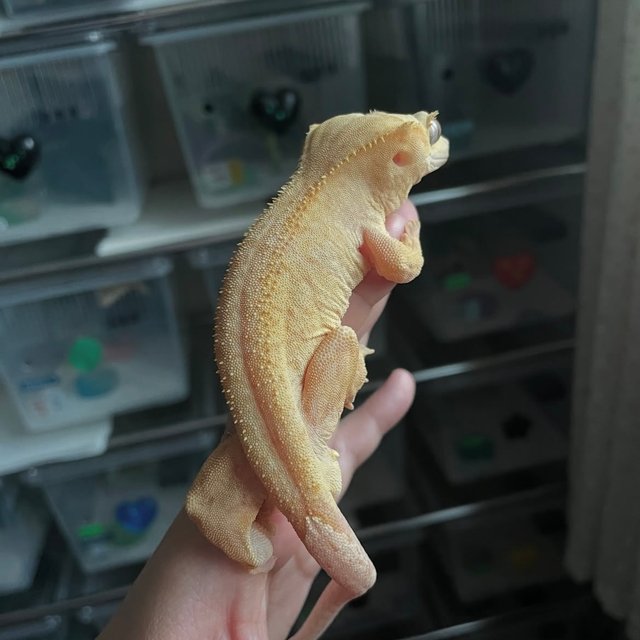 Patternless Hypo Buckskin Yellow
