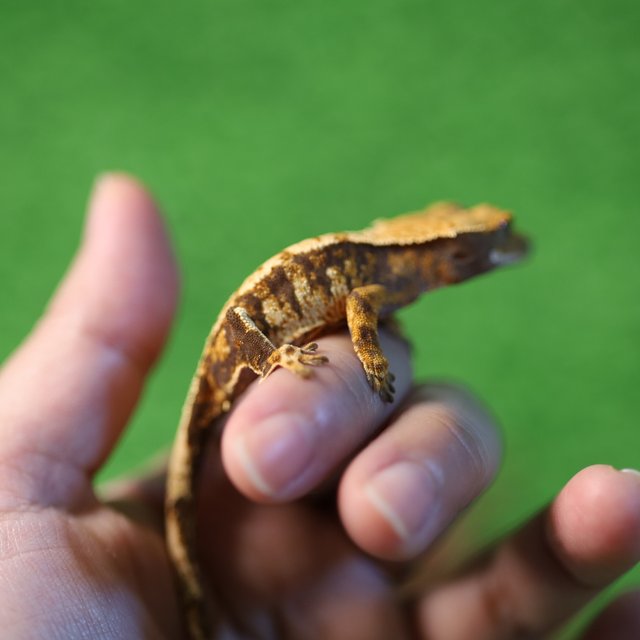 트라이 익스트림할리퀸