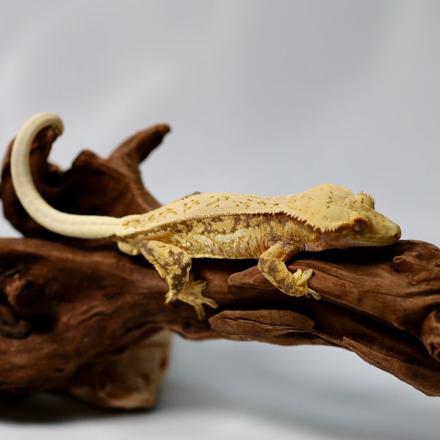 Quad Drippy Tri Full Pinstripe