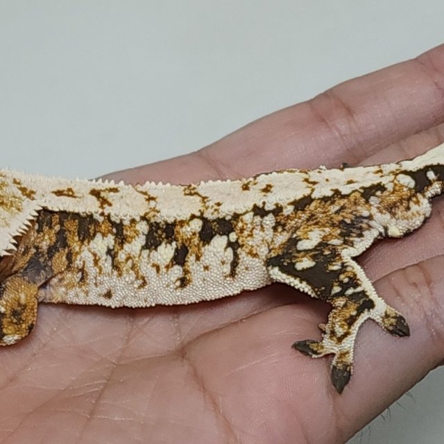 트라이 익스트림할리퀸