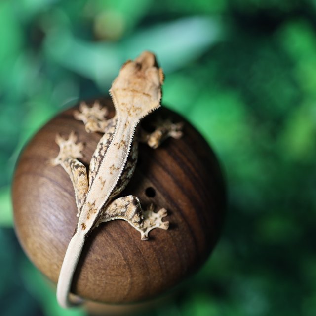 화이트스팟 쿼드 풀핀 트라이 드리피