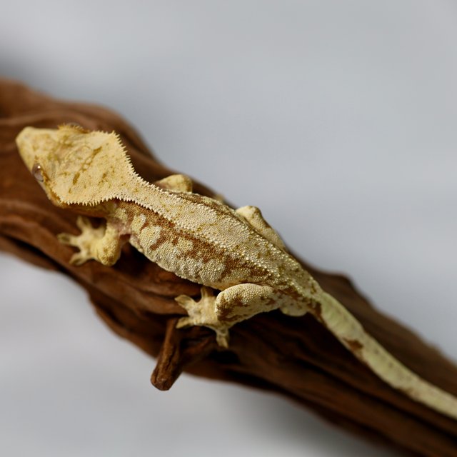 트라이 레드 익스트림할리퀸