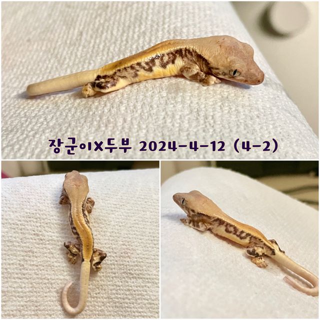 릴리화이트