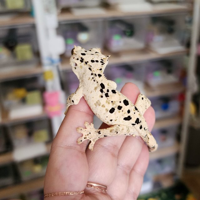 Yellow Super Dalmatian
