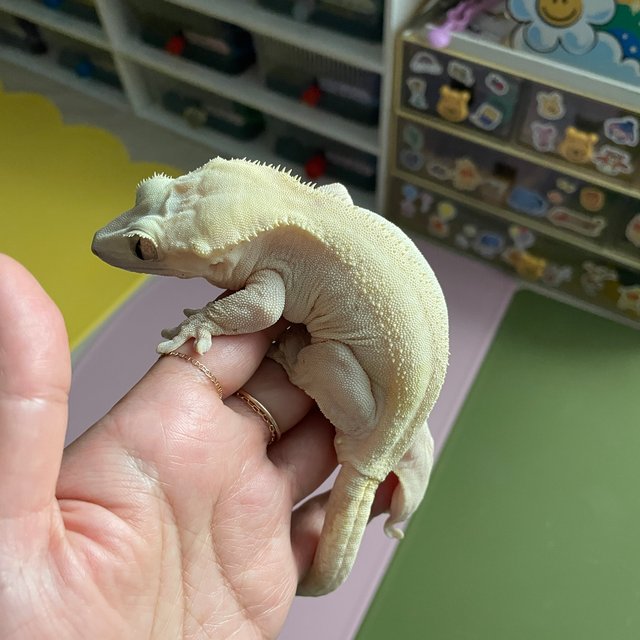 Buckskin Yellow Hypo