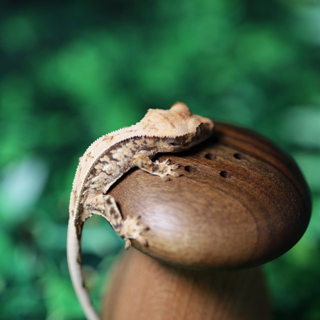 화이트스팟 쿼드 풀핀 트라이 드리피