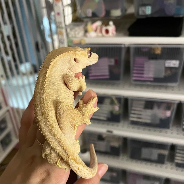 벅스킨 옐로우