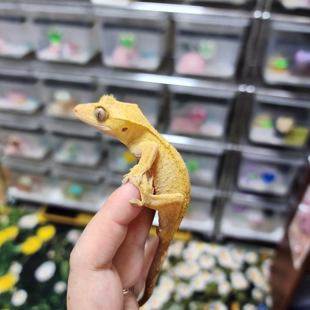 Patternless Buckskin Phantom Yellow