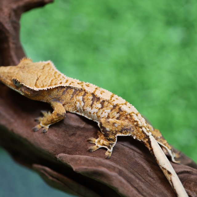 트라이 익스트림할리퀸