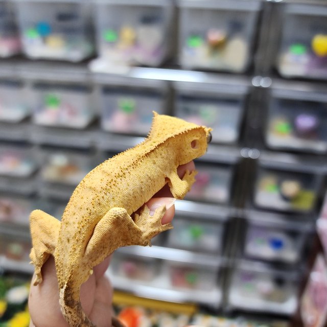 Phantom Patternless Buckskin Yellow