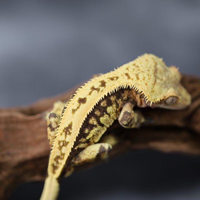 풀핀 핀스트라이프