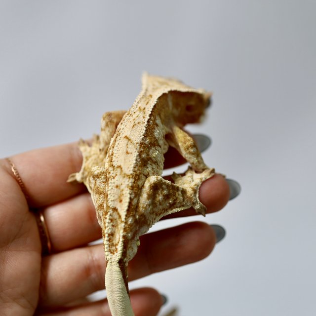 트라이 익스트림할리퀸 레드