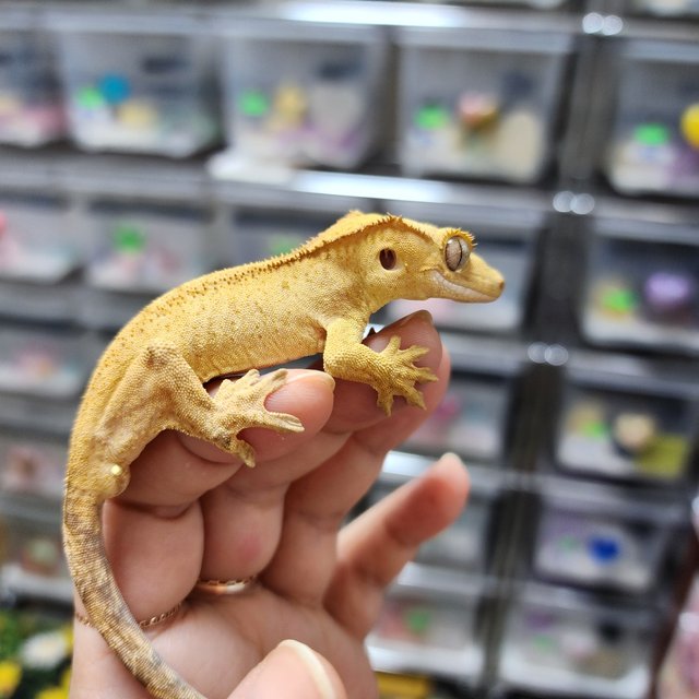 Phantom Patternless Buckskin Yellow