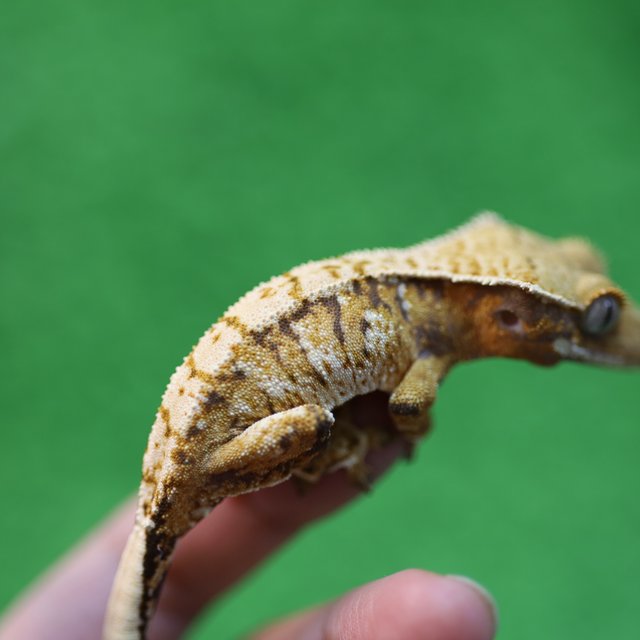 트라이 익스트림할리퀸