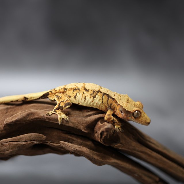 트라이 익스트림할리퀸