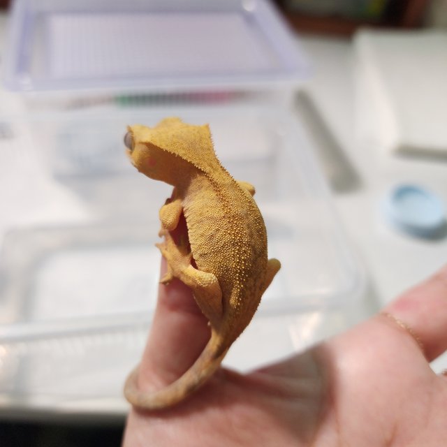Patternless Buckskin Yellow