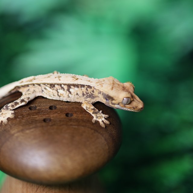 화이트스팟 쿼드 풀핀 트라이 드리피