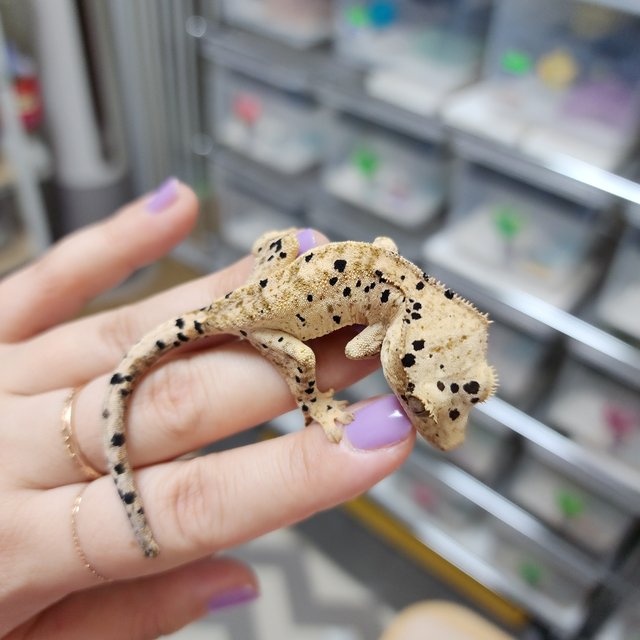 Super Dalmatian Yellow