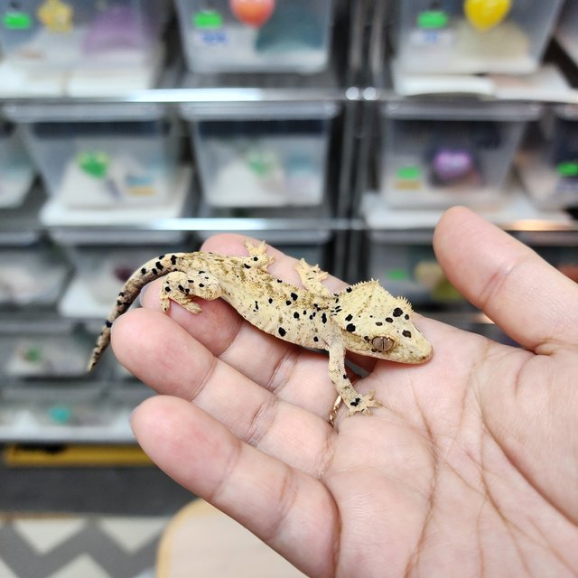 Super Dalmatian Yellow