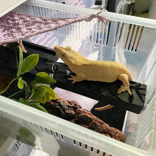 벅스킨 옐로우 하이포