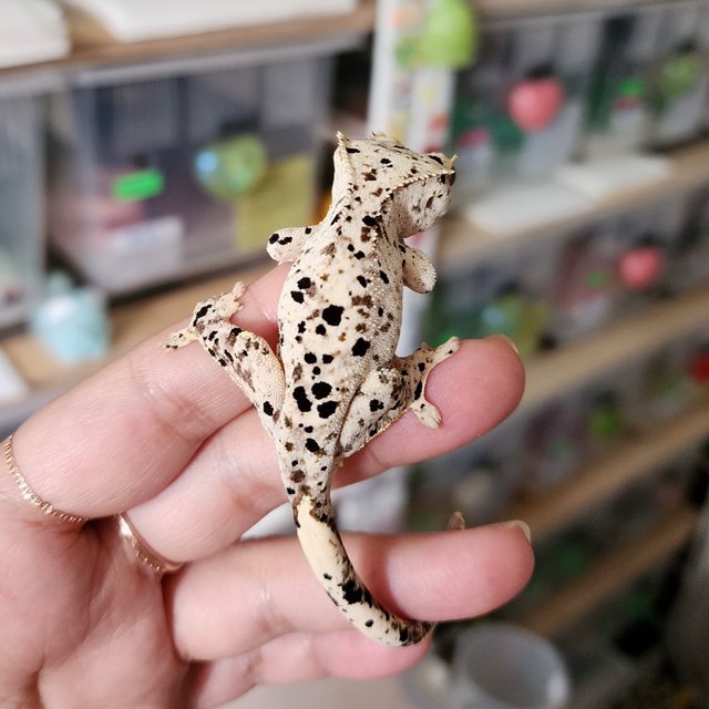 Super Dalmatian Yellow