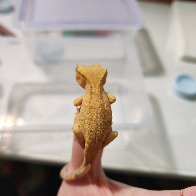 Patternless Buckskin Yellow