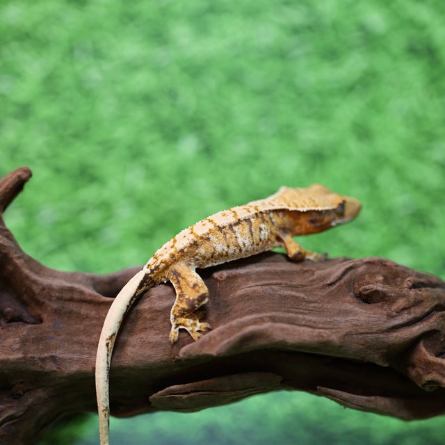 트라이 익스트림할리퀸