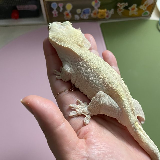 Buckskin Yellow Hypo
